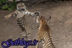 تصاویر) + تصاویری شگفت انگیز از جنگ دو ببر نر و ماده در پارک جنگلی هند (